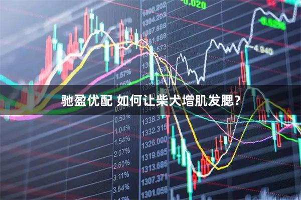 驰盈优配 如何让柴犬增肌发腮？