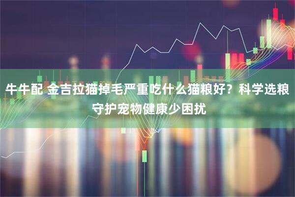 牛牛配 金吉拉猫掉毛严重吃什么猫粮好？科学选粮 守护宠物健康少困扰